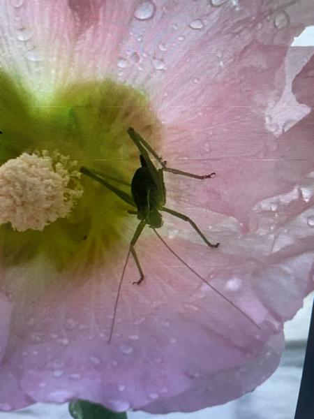 <h3>Leptophyes punctatissima / Speckled bush‑cricket / Struiksprinkhaan</h3>